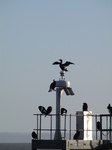 SX25739 Cormorants (Phalacrocorax carbo) on structure.jpg